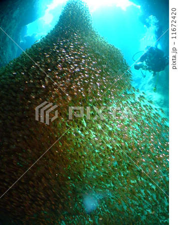 キンメモドキ 国立公園 慶良間諸島 洞窟 ダイビング 海 沖縄 キンメモドキ 国立公園 慶良間諸島 洞窟 ダイビング 海 沖縄 11672420