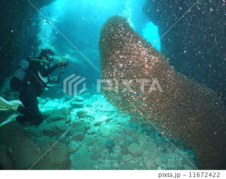 キンメモドキ 国立公園 慶良間諸島 洞窟 ダイビング 海 沖縄 キンメモドキ 国立公園 慶良間諸島 洞窟 ダイビング 海 沖縄 11672422