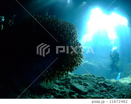 キンメモドキ　国立公園　慶良間諸島　洞窟　ダイビング　海　沖縄　ダイバー　光 11672462