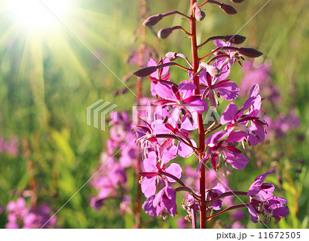 Wild flower of Willow-herb with sunlight Wild flower of Willow-herb with sunlight 11672505