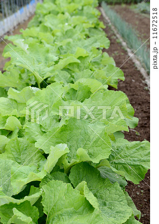 大平ゴボウ 11672518