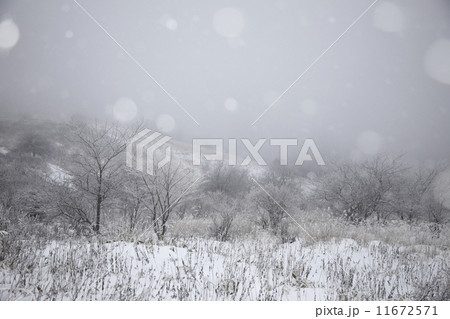 雪が降りしきる霧ヶ峰高原 11672571