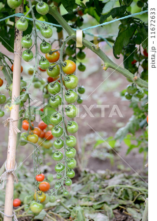 ミニトマト ミニトマト 11672633