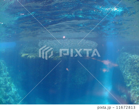 キビナゴ 地形 ブルー 青 沖縄 国立公園 慶良間諸島 キビナゴ 地形 ブルー 青 沖縄 国立公園 慶良間諸島 11672813