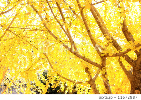 秋のイメージ 11672987