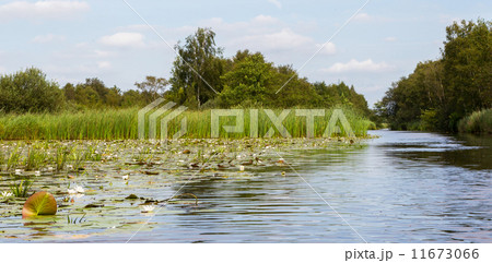 Typical view of a the swamp in National Park Weerribben Typical view of a the swamp in National Park Weerribben 11673066