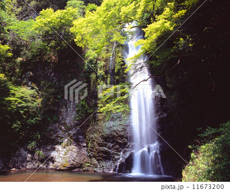 新緑深まる箕面滝（みのおたき、みのおのたき）「日本の滝百選」「明治の森箕面国定公園」 11673200