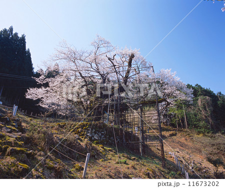 樹齢1000年の一本桜 / 樽見の大桜（たるみのおおざくら）（別名: 仙桜）「国指定天然記念物」 (樹齢1000年以上、樹高13.8m、根回り8m、幹周り6.3m) 11673202