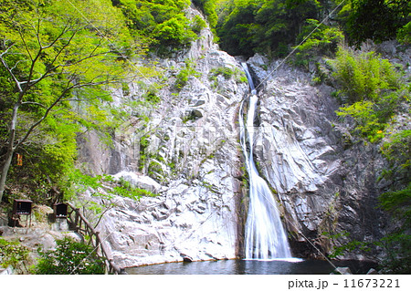 布引の滝(雄滝/おんたき)「日本の滝百選」と新緑/名水百選/日本三大神滝/兵庫県神戸市 布引の滝(雄滝/おんたき)「日本の滝百選」と新緑/名水百選/日本三大神滝/兵庫県神戸市 11673221
