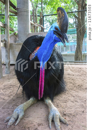 Southern Cassowary. 11673503