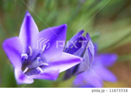 鮮やかなブローディア（紫） 11673538