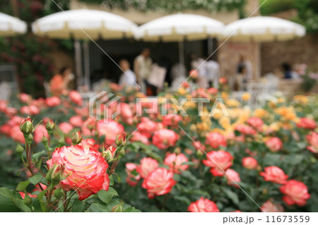 ローズ・カフェテラス ローズ・カフェテラス 11673559