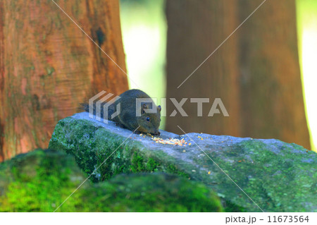 タイワンリス 11673564