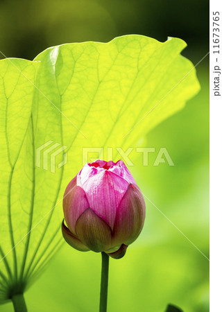 大賀蓮のつぼみ 11673765