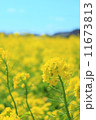 菜の花の畑 11673813