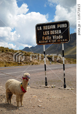 ペルー　ラ・ラヤ峠　標識とアルパカ 11673815