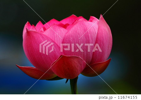 ハス ハス 11674155