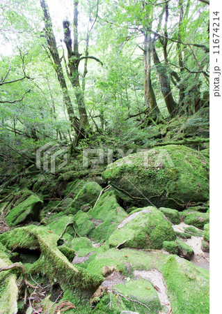 屋久島 白谷雲水峡 苔むす森の写真素材