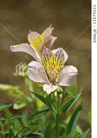 アルストロメリア（百合水仙） 11674221