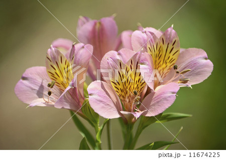 アルストロメリア（百合水仙） 11674225