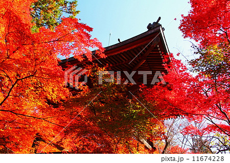 平林寺 平林寺 11674228