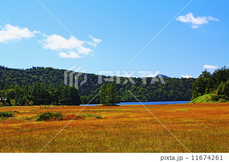 尾瀬沼紅葉 11674261