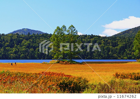 尾瀬沼紅葉 11674262