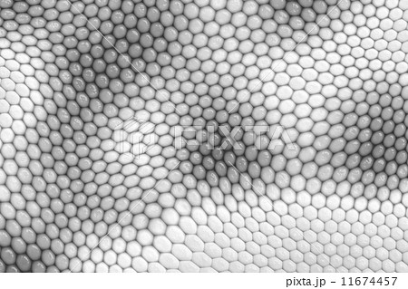 reptile skin 11674457