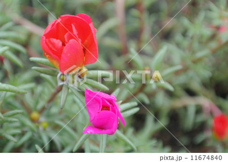 台風間近の松葉牡丹2 台風間近の松葉牡丹2 11674840