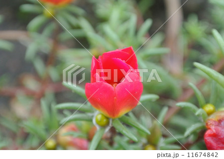 台風間近の松葉牡丹1 11674842