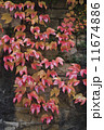 autumn wild grape on wall 11674886