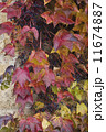 autumn wild grape on wall 11674887