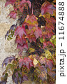 autumn wild grape on wall 11674888