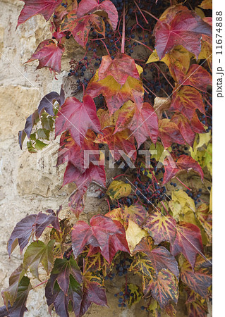autumn wild grape on wall autumn wild grape on wall 11674888