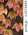 autumn wild grape on wall 11674889