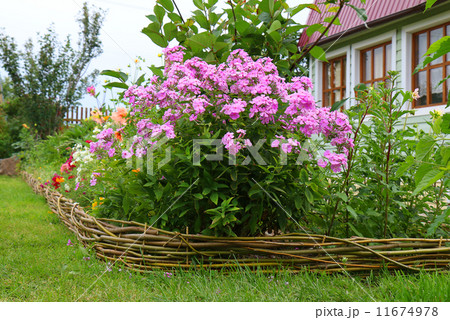 Phlox paniculata (Garden phlox) in bloom 11674978