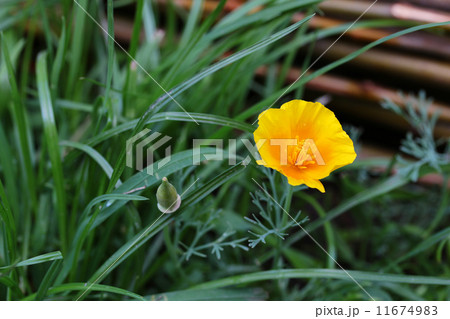 close up of california poppy flower 11674983