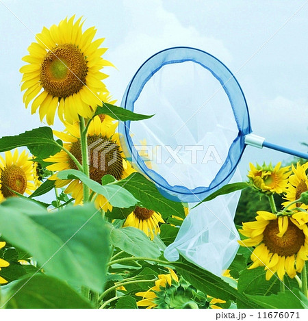夏のイメージ・大輪のヒマワリの花と虫捕り網・正方形 11676071