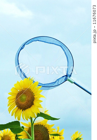夏のイメージ・大輪のヒマワリの花と虫捕り網・縦位置 11676073