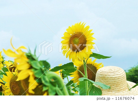 夏のイメージ・大輪のヒマワリの花と麦藁帽子・横位置 11676074