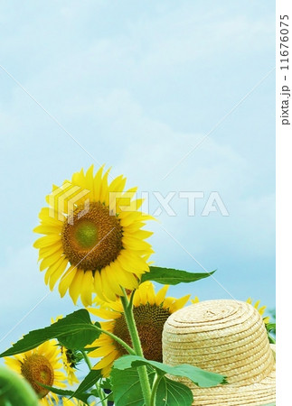 夏のイメージ・大輪のヒマワリの花と麦藁帽子・縦位置 11676075