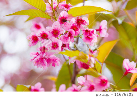 pink sakura pink sakura 11676205