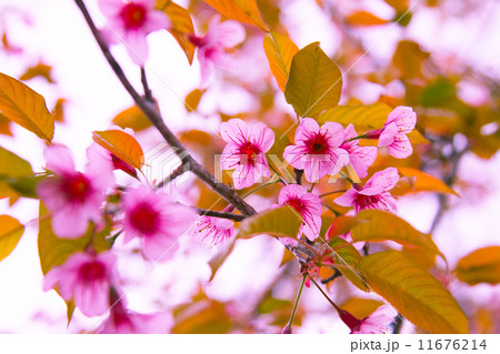 cherry blossom 11676214