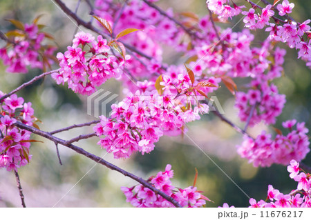cherry blossom 11676217