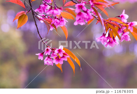 cherry blossom cherry blossom 11676305