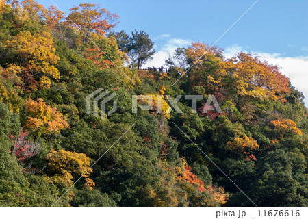嵯峨野嵐山 嵯峨野嵐山 11676616