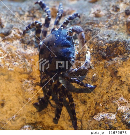 イソガニ 11676678