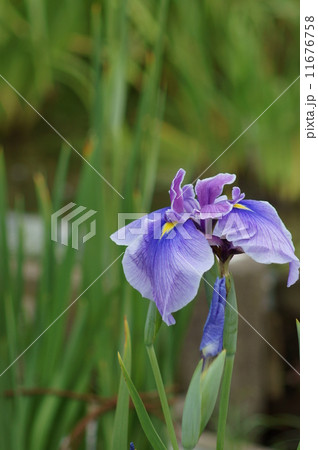 花菖蒲 浦安の舞 うらやすのまい 花菖蒲 浦安の舞 うらやすのまい 11676758