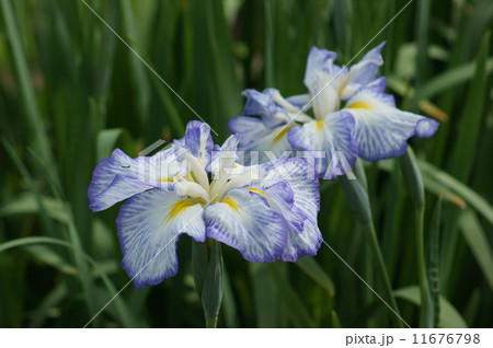 花菖蒲　宇宙　うちゅう　おおぞら 11676798
