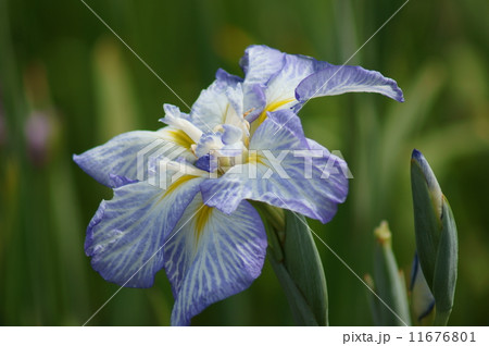 花菖蒲　宇宙　うちゅう　おおぞら 11676801